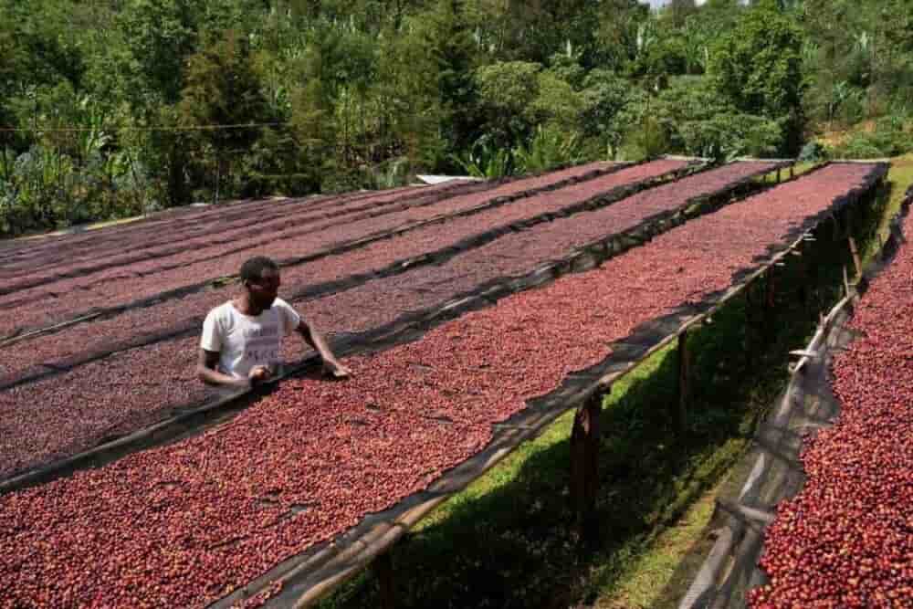 Premier producteur de café en Afrique, l'Éthiopie entend aussi se faire une place dans la transformation.