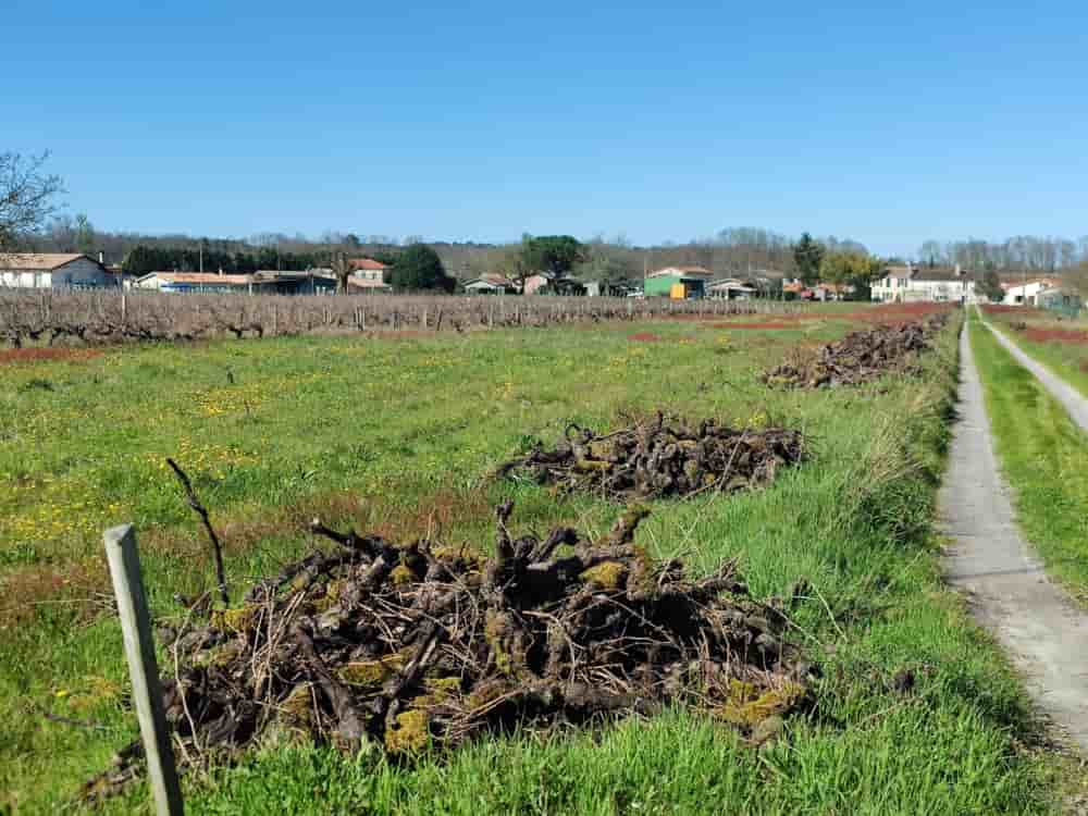 Des vignes arrachées dans le Médoc, en Gironde, en mars 2026.