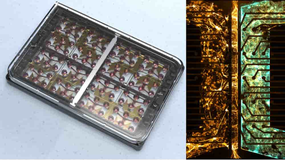 Exemple de peau innervée sur puce microfluidique de Netri.