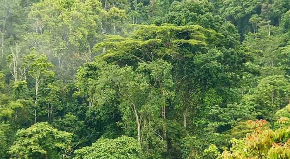 La phase 1 vise l’amélioration de la gestion forestière, avec près de 8 millions d’hectares appelés à être placés sous gestion durable.