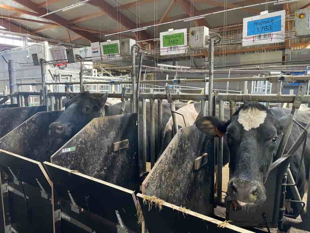 Dans cette ferme expérimentale auvergnate, l'Inrae teste différentes rations alimentaires sur une cinquantaine de vaches laitières afin de réduire leurs émissions de méthane.