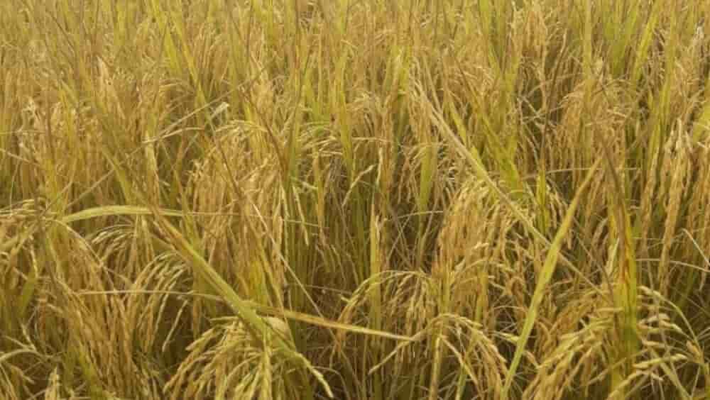 La consommation de riz en Tanzanie a atteint 3 millions de tonnes en 2025/2026, contre 1,97 millions de tonnes en 2015/2016.