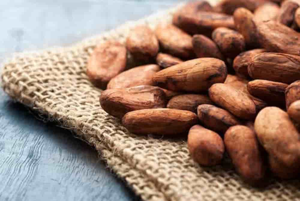 Fèves de cacao brut.