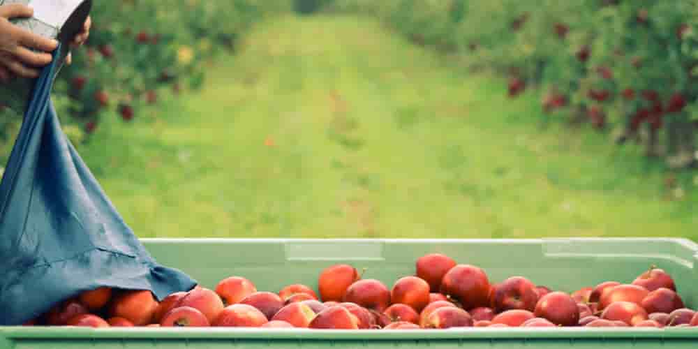 Quelque 5 000 visiteurs professionnels sont attendus à Perpignan les 28 et 29 avril à l’occasion du MedFel, salon stratégique pour la filière des fruits et légumes.