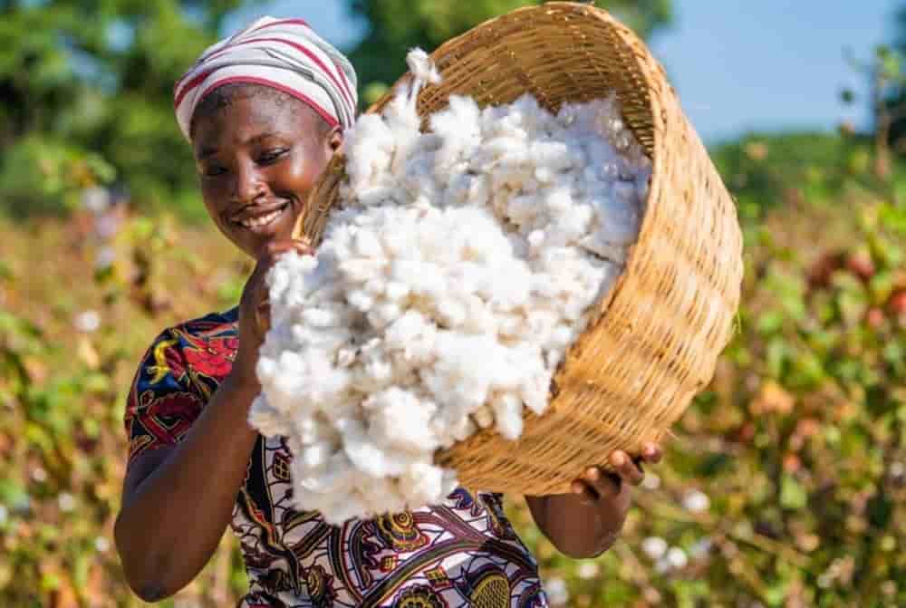 Récolte de coton dans un champ au nord du Bénin.