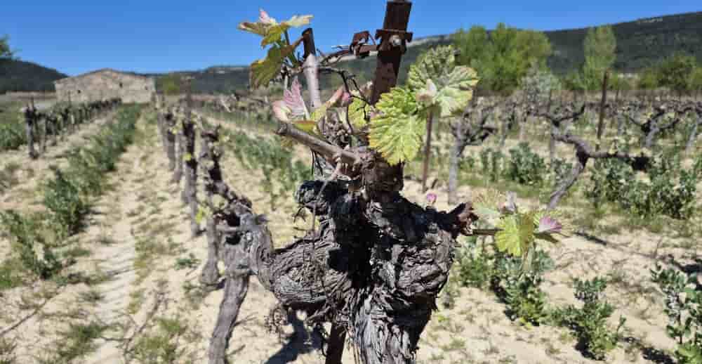 En Occitanie, les cinq grandes filières agricoles sont touchées par la précarité des agriculteurs, notamment 54 % d’entre eux en viticulture.