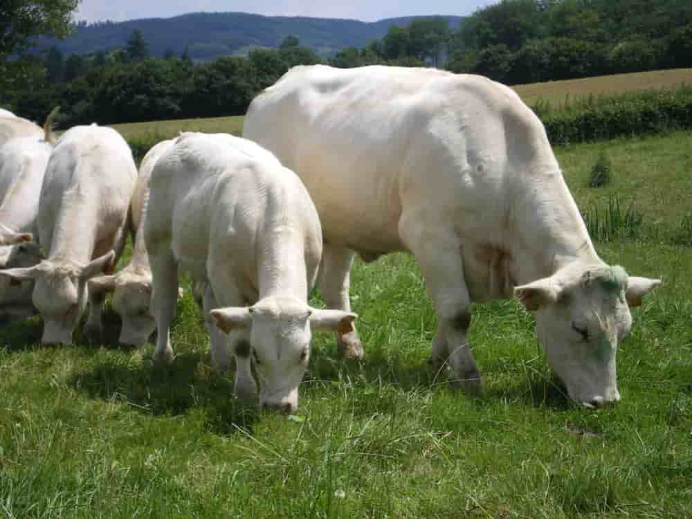 Avec 7.400 emplois, soit près de la moitié des effectifs de la filière viande régionale, l’élevage bovin demeure un socle économique structurant pour la Bourgogne-Franche-Comté.
