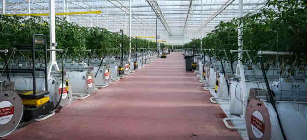 Les Paysans de Rougeline, groupement de producteurs de tomates et de fraises du sud de la France, ont créé une filiale dédiée, Rougeline Innovations, pour porter les technologies nouvelles jusque dans les serres des producteurs.