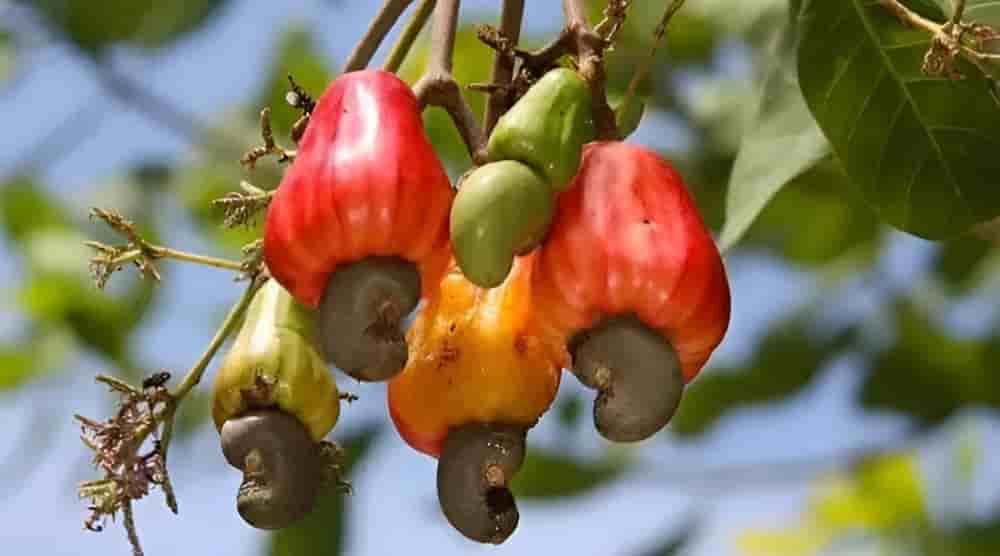 Après 2022/2023 où la récolte tanzanienne d'anacarde a chuté de 20%, l’offre a atteint 310 000 tonnes la saison suivante, avant de grimper à 528 263 tonnes en 2024/2025.