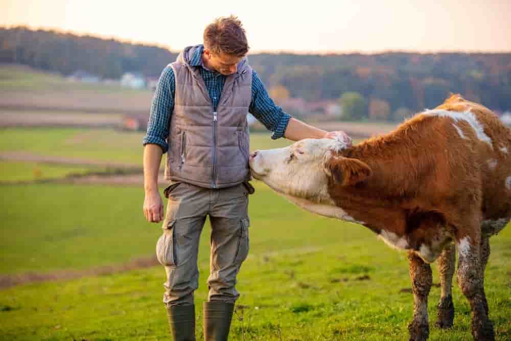 Bovicash compte financer le leasing de 100.000 vaches sous trois ans.