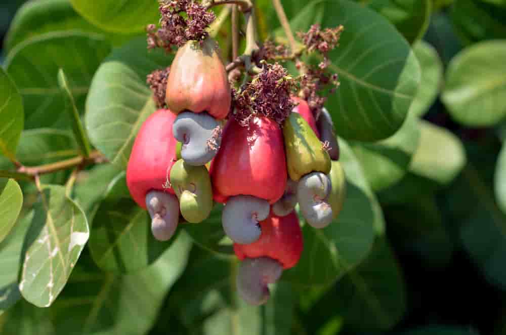 Fruit de l'anacardier, la noix de cajou se trouve au bout d'une tige charnue appelée pomme de cajou. Elle est très prisée par les consommateurs en Europe, l'un des tous premiers marchés mondiaux de commercialisation.