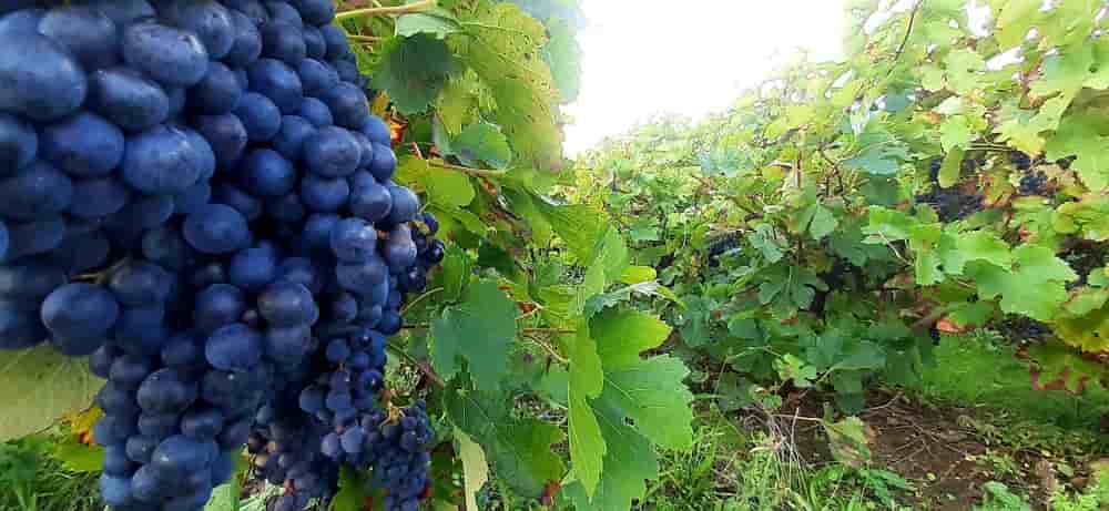 Le vignoble des Vins de Loire regroupe 2 200 exploitations viticoles, pour 250 millions de bouteilles vendues par an.