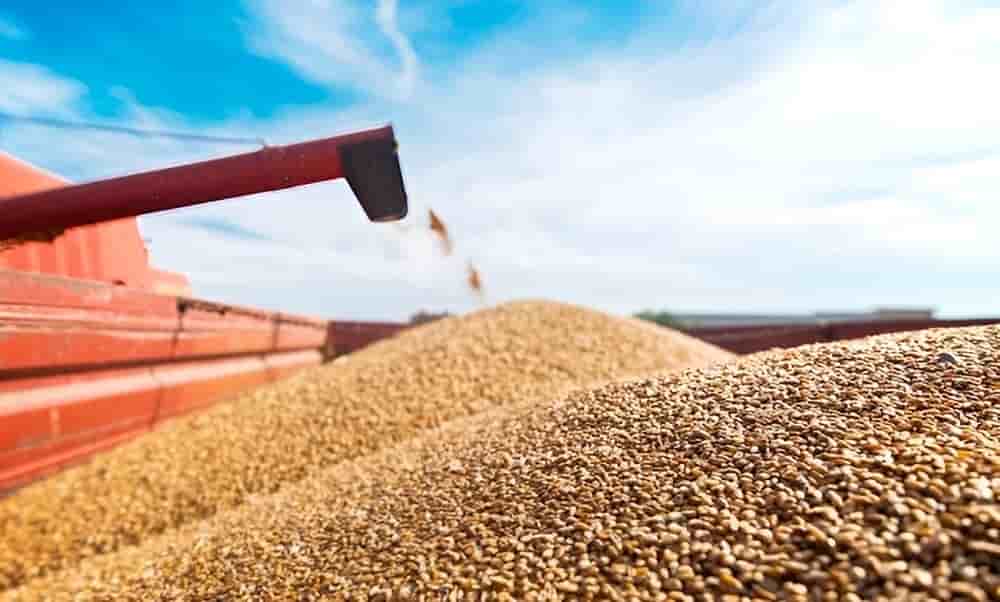 Le blé s'est imposé en Afrique comme un produit alimentaire de première nécessité, un contexte favorables aux gros exportateurs.