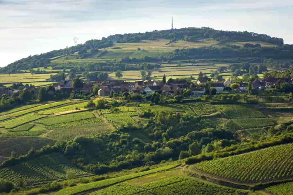 Les vignes de Saint-Sernin-du-Plain, en Saône-et-Loire. Le cuivre, pilier de la viticulture bio, est menacé par des restrictions. L’Anses est pointée du doigt, suscitant l’incompréhension face au manque d’alternatives viables.