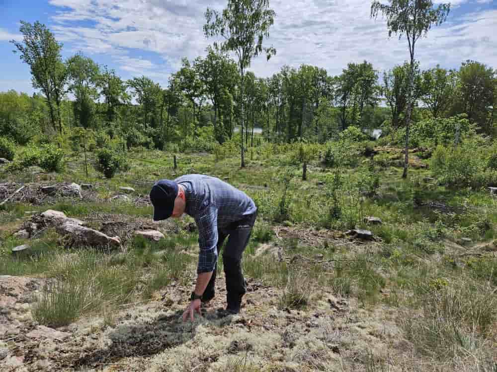 Un cadre de la société Holmen, un des plus gros gestionnaires de forêts en Suède, explique comment il replante des arbres.