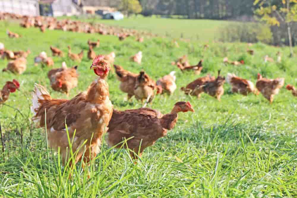 Le Poulet du Périgord est une indication géographique protégée (IGP).