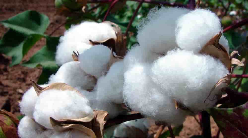 Le coton est la 2nde culture d’exportation du Cameroun, représentant 4 % des recettes d’exportation en 2025, avec près de 190 millions € générés.
