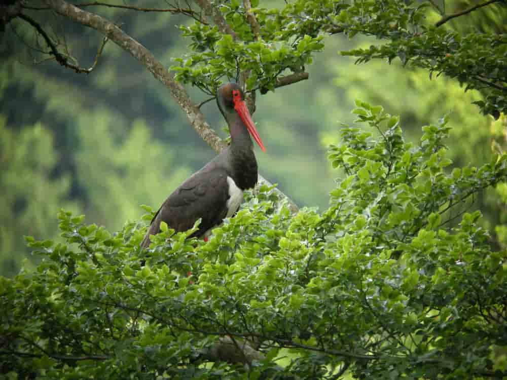 La cigogne noire niche dans les arbres, entre 7 et 21 mètres de hauteur.
