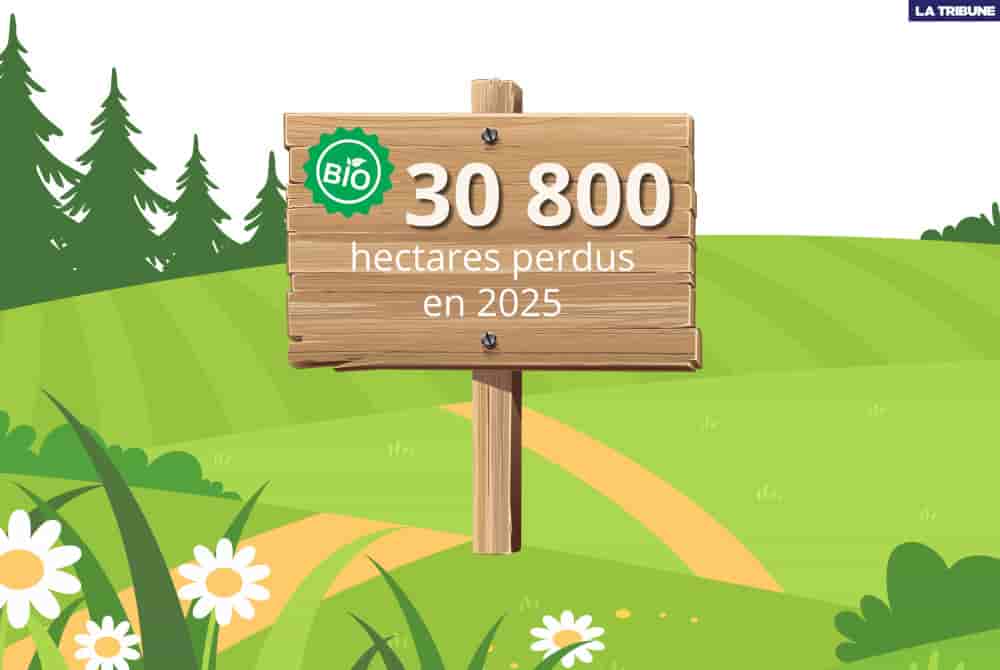 C’est la troisième année d’affilée que l’Hexagone voit ses surfaces agricoles dédiées au bio se réduire (plus d'infos plus bas).