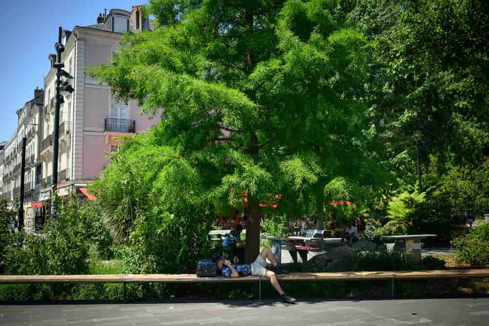 Face aux canicules à répétition et à la hausse programmée et inéluctable des températures, planter des arbres en ville s’impose donc comme la solution idéale.