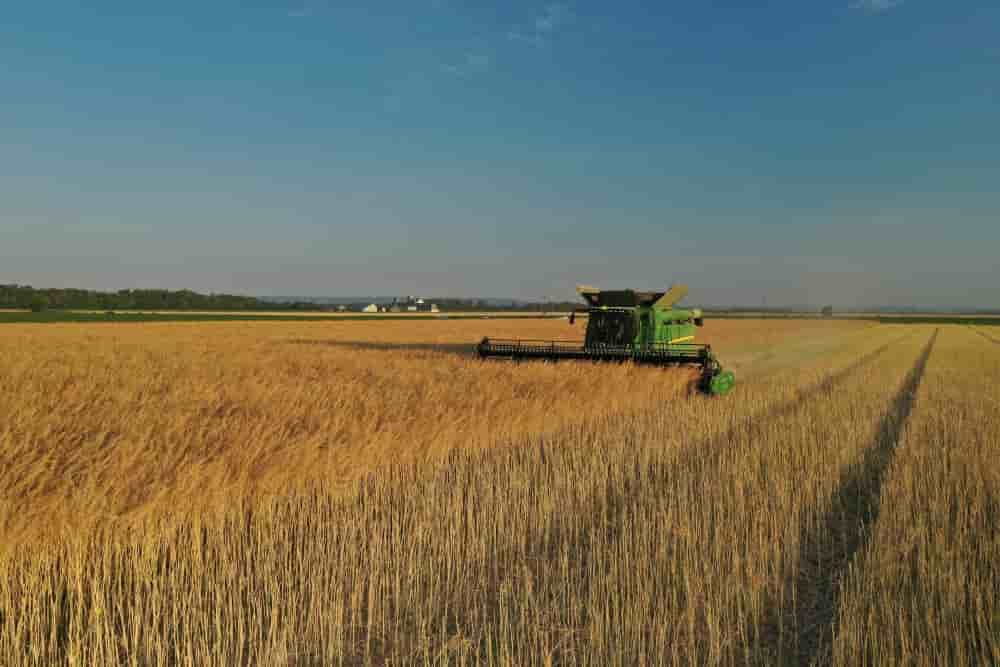 La récolte précoce de la moutarde près de Dijon.
