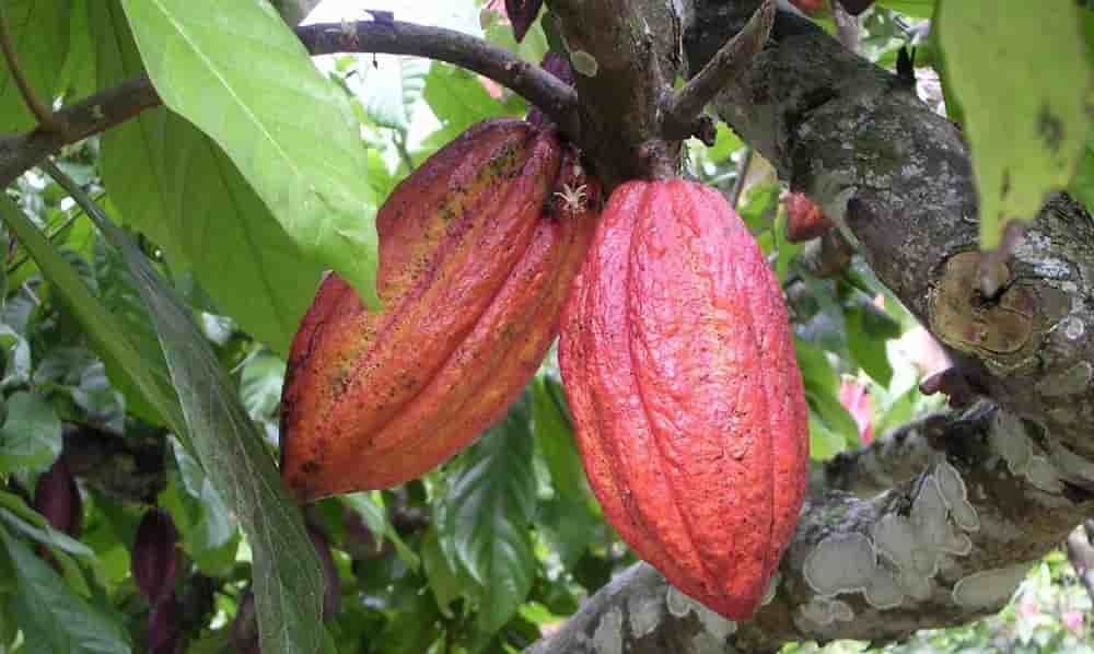 La capacité installée ghanéenne de broyage de cacao se situe autour de 505 000 tonnes, mais les usines ne fonctionnent qu’à 50 % de leur potentiel.