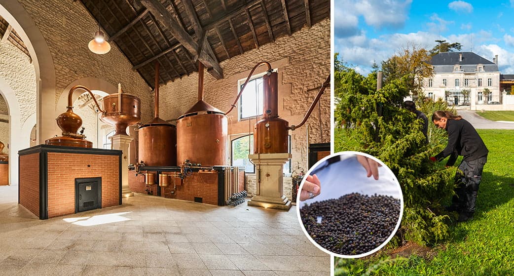 Le gin à la française fait un tabac; petit tour d'horizon signé « La Tribune Dimanche ».