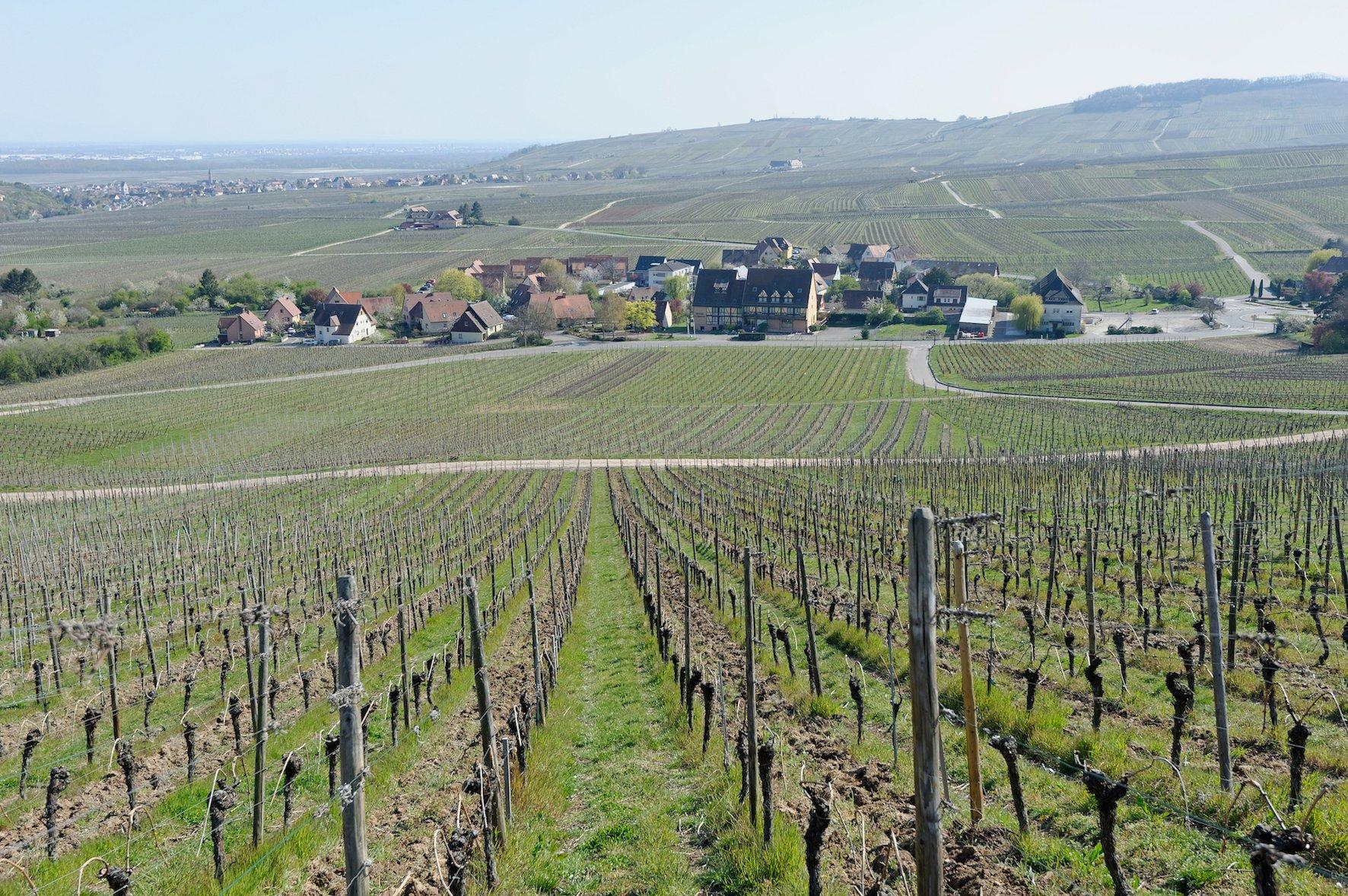 Les vignes du grand cru Schoenenbourg è Riquewihr (Haut-Rhin).