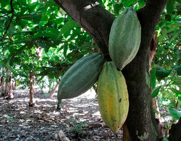 La Côte d'Ivoire et le Ghana représente environ 60% de la production mondiale de cacao.