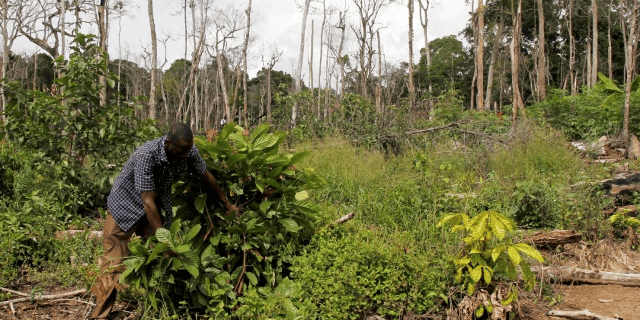 deforestation forêt Côte d'Ivoire Cacao