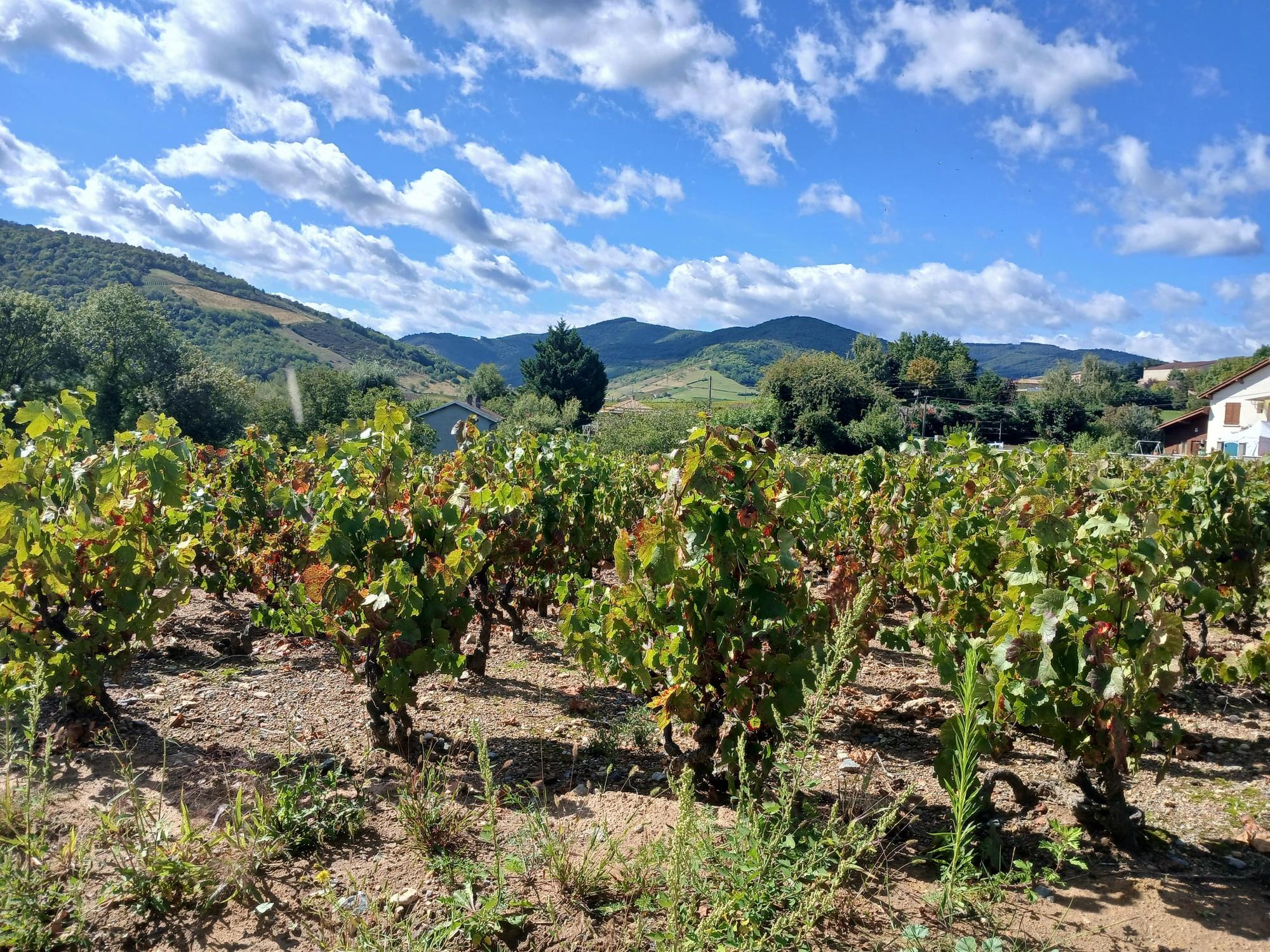 En vingt ans, le vignoble du Beaujolais est passé de 22.000 à 12.000 hectares de vignes. Il n'est plus en situation de surproduction, mais les départs à la retraite, sans repreneur, restent nombreux, et le sujet de l'arrachage se pose.