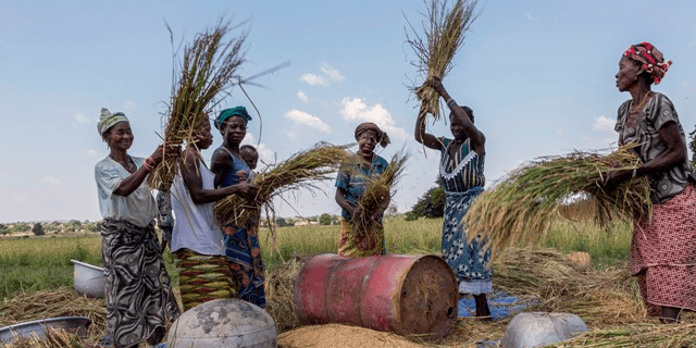 récolte riz agriculture femmes burkina faso