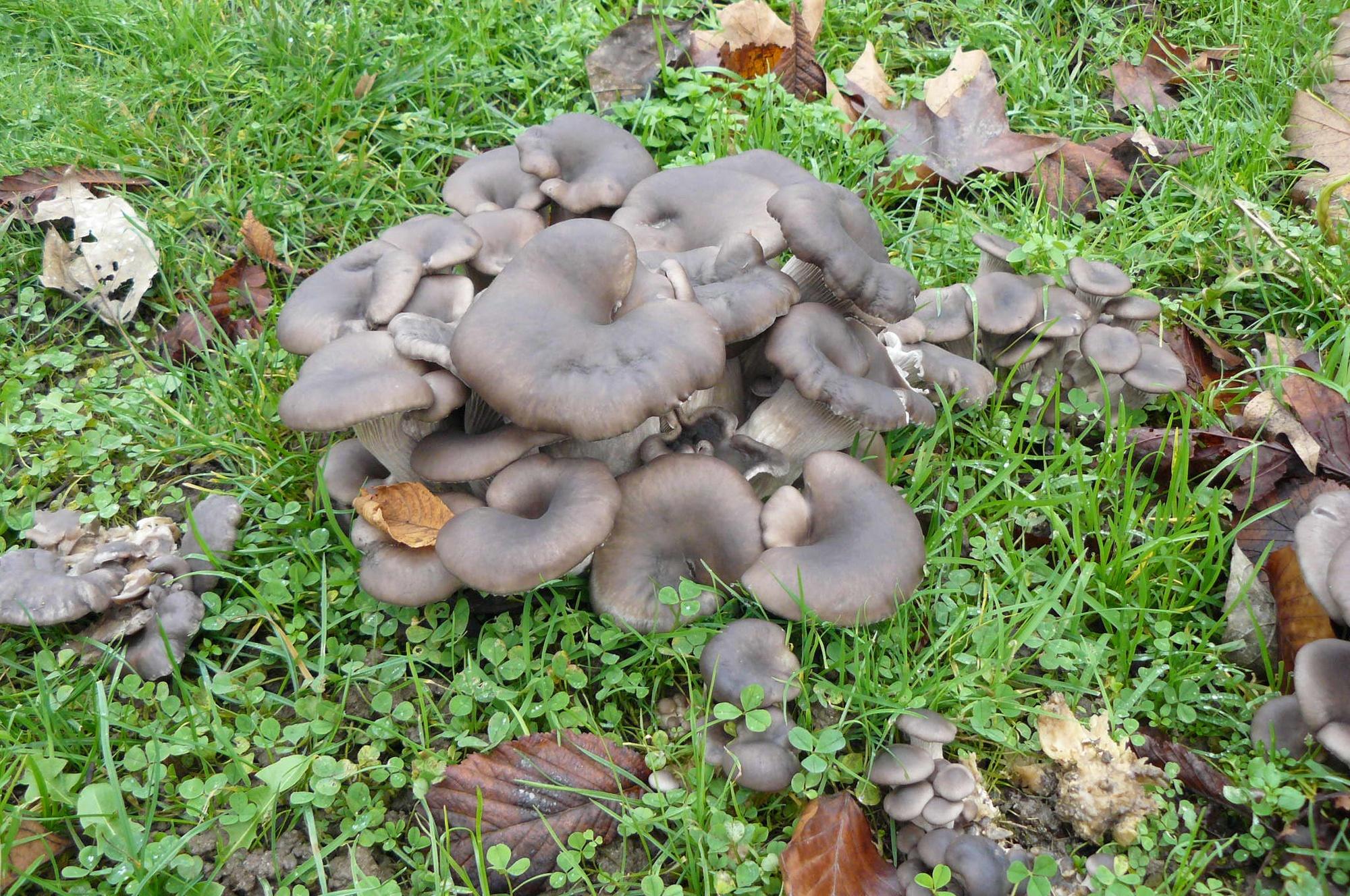 Mycea