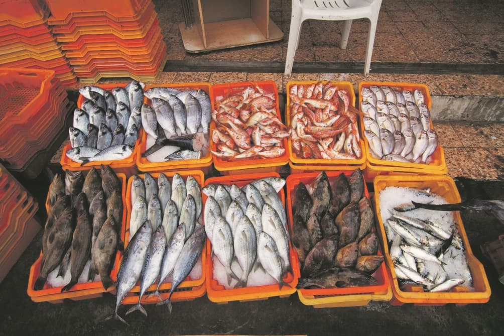 Poissons, pêche
