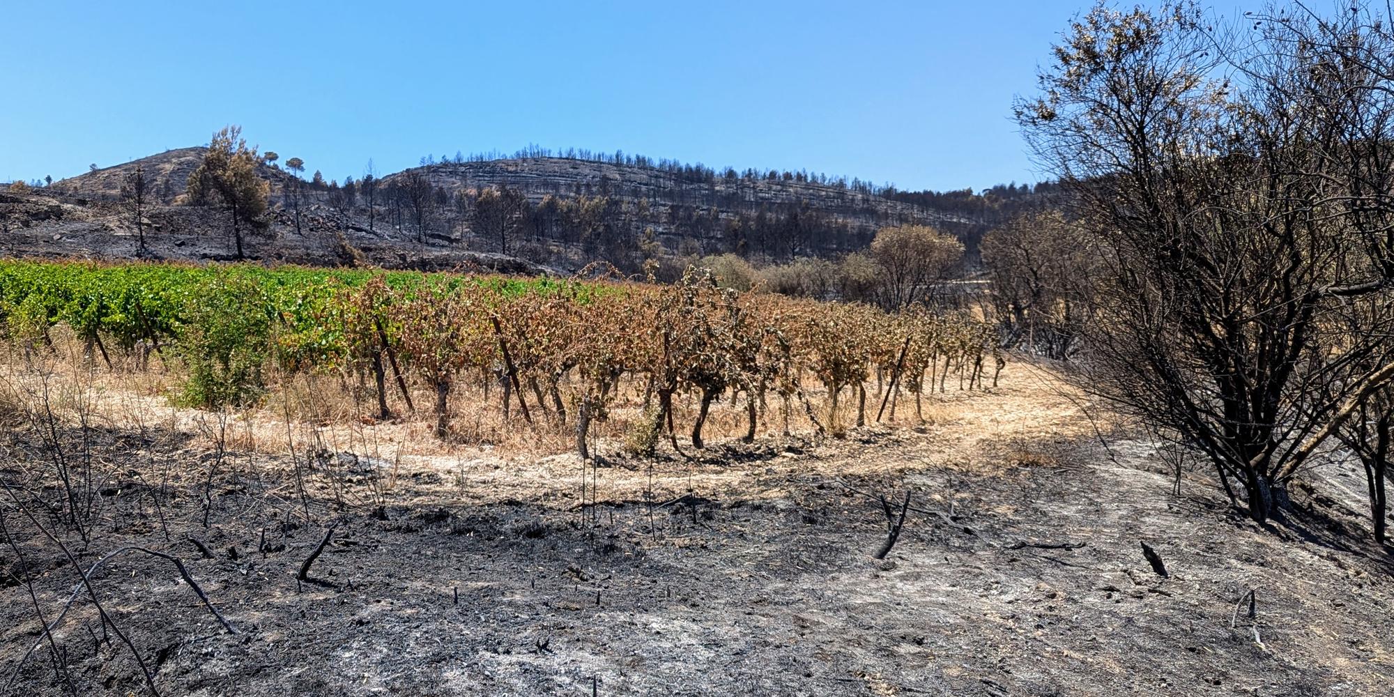 Environ 1 700 hectares de vignes ont été touchés par l’incendie des Corbières, mettant certains vignerons en situation économique périlleuse.