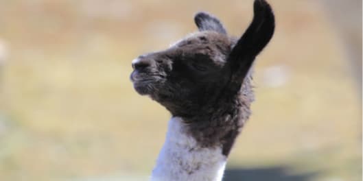 Une équipe de scientifiques vient de démontrer que les anticorps du lama pourraient bien être une nouvelle piste thérapeutique sérieuse contre la schizophrénie.