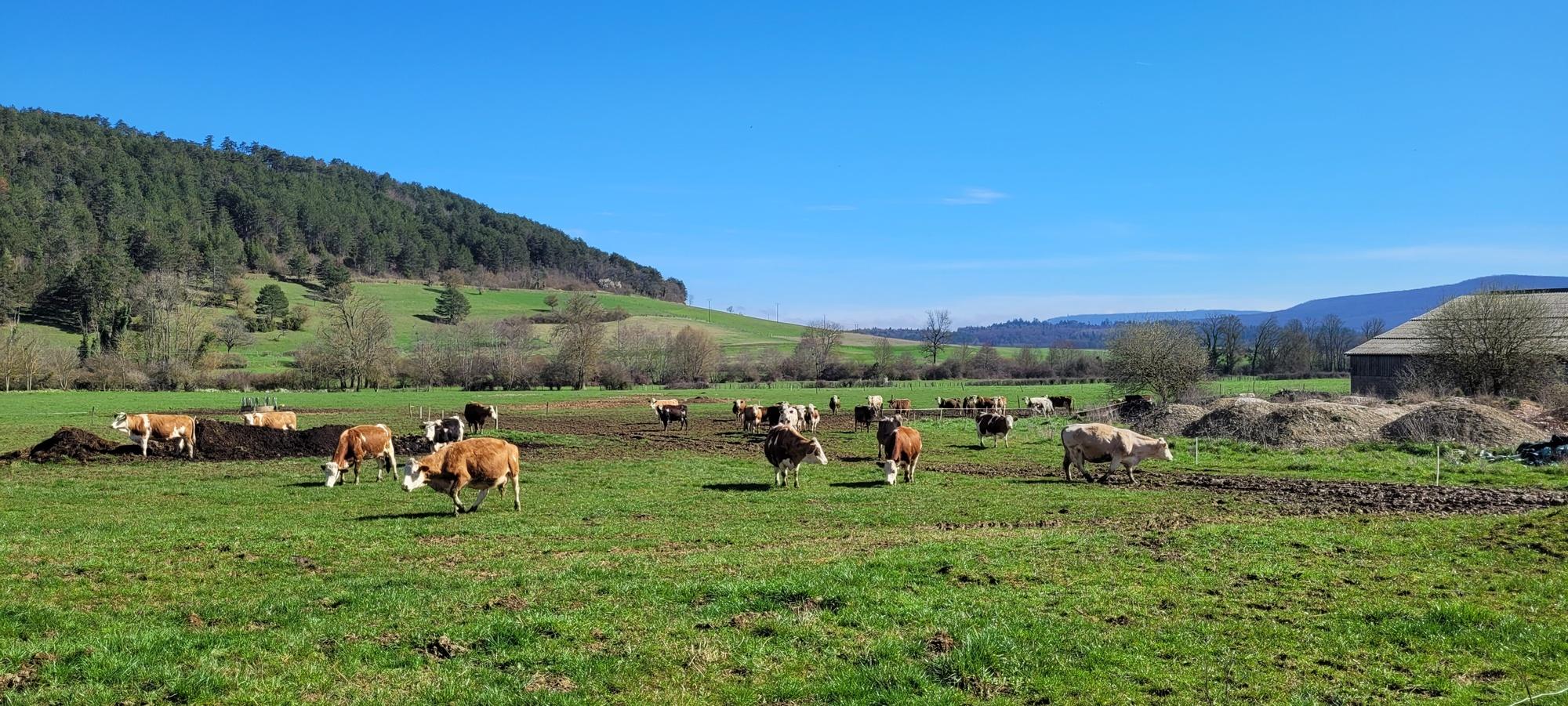 Les vaches laitières de la ferme bio de Samuel Bulot, à Prâlon, en Côte-d'Or
