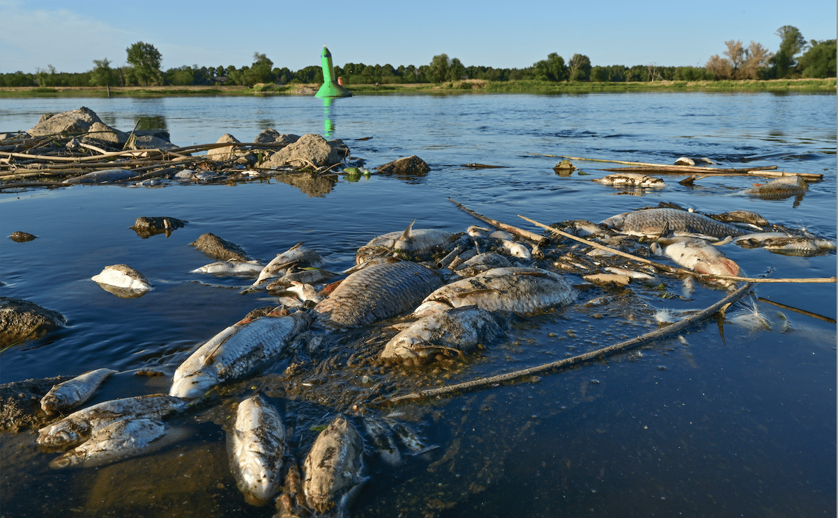 pollution chimique, fleuve Oder, Pologne, Allemagne
