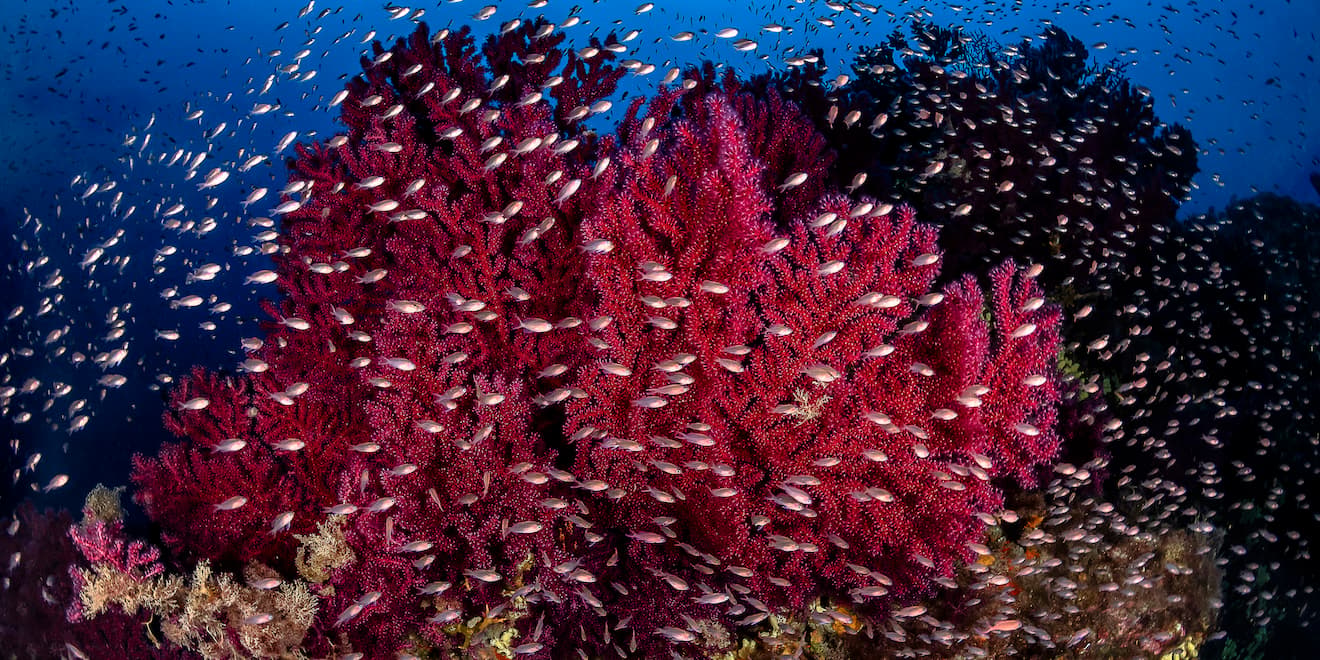 Des fonds coralligène rocheux, observés lors de l'expédition Pelagos (2023-2024), lancée par la Fondation Prince Albert II de Monaco, le World Wide Fund for Nature (WWF), l’Union Internationale pour la Conservation de la Nature (IUCN) et le Réseau des gestionnaires d’Aires Marines Protégées en Méditerranée.