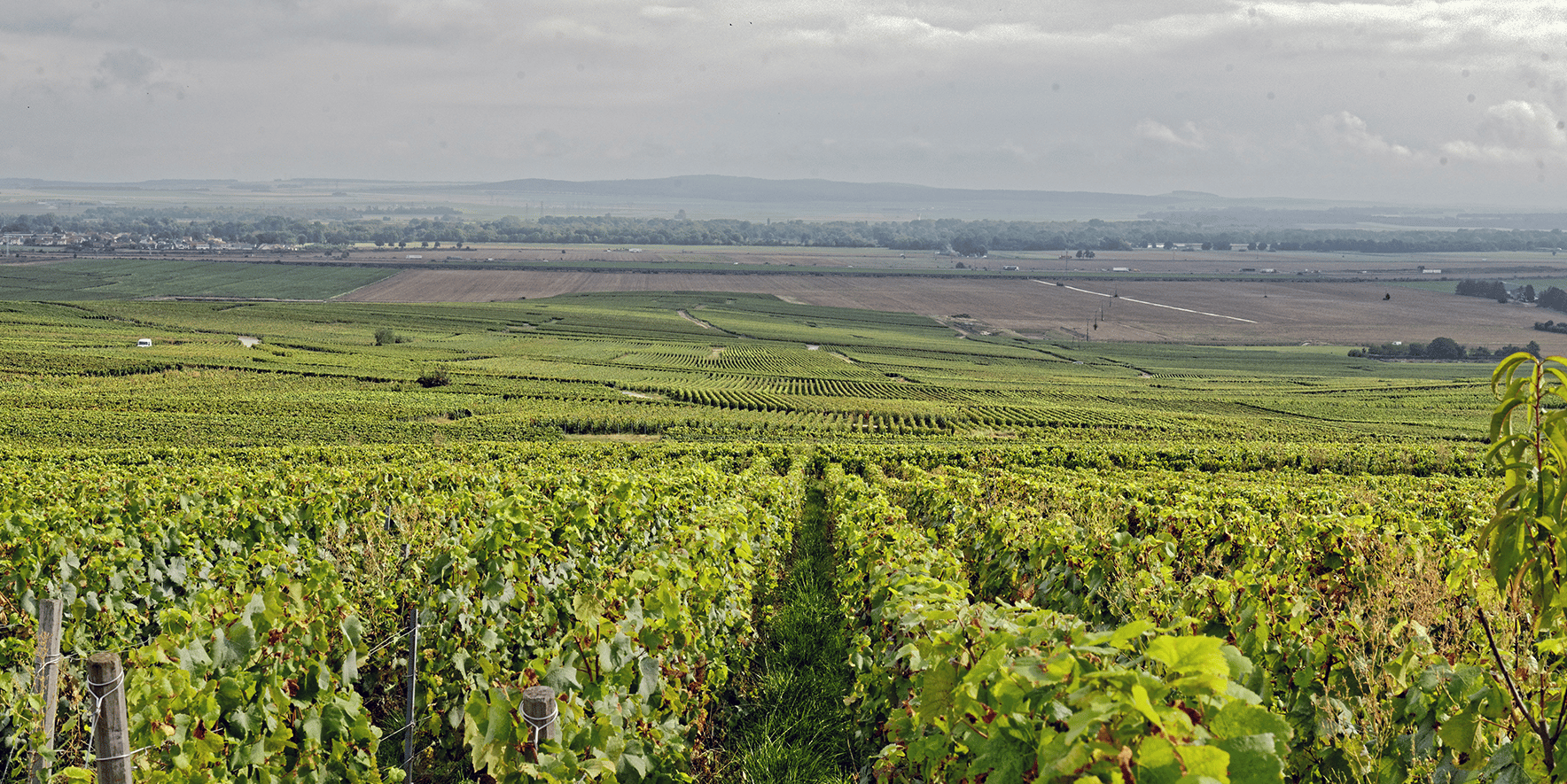 Vignoble Champagne