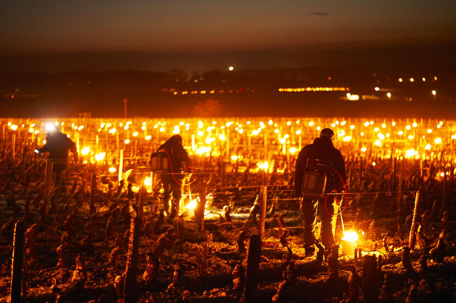 Les vignerons tentent désespérément de sauver leur récolte du gel en allumant des bougies