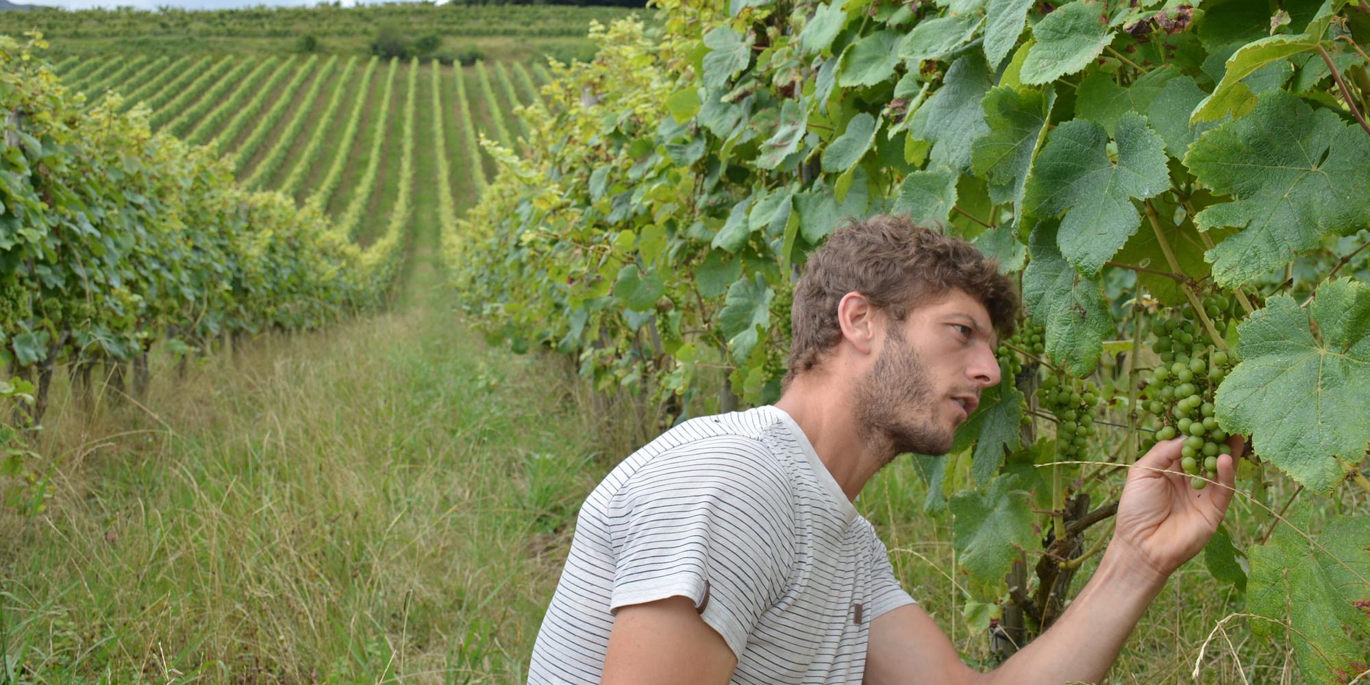 Au Pays basque, le viticulteur Ximun Bergouignan fait partie de la nouvelle génération qui veut dépoussiérer les codes du vin.