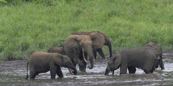 elephants gabon
