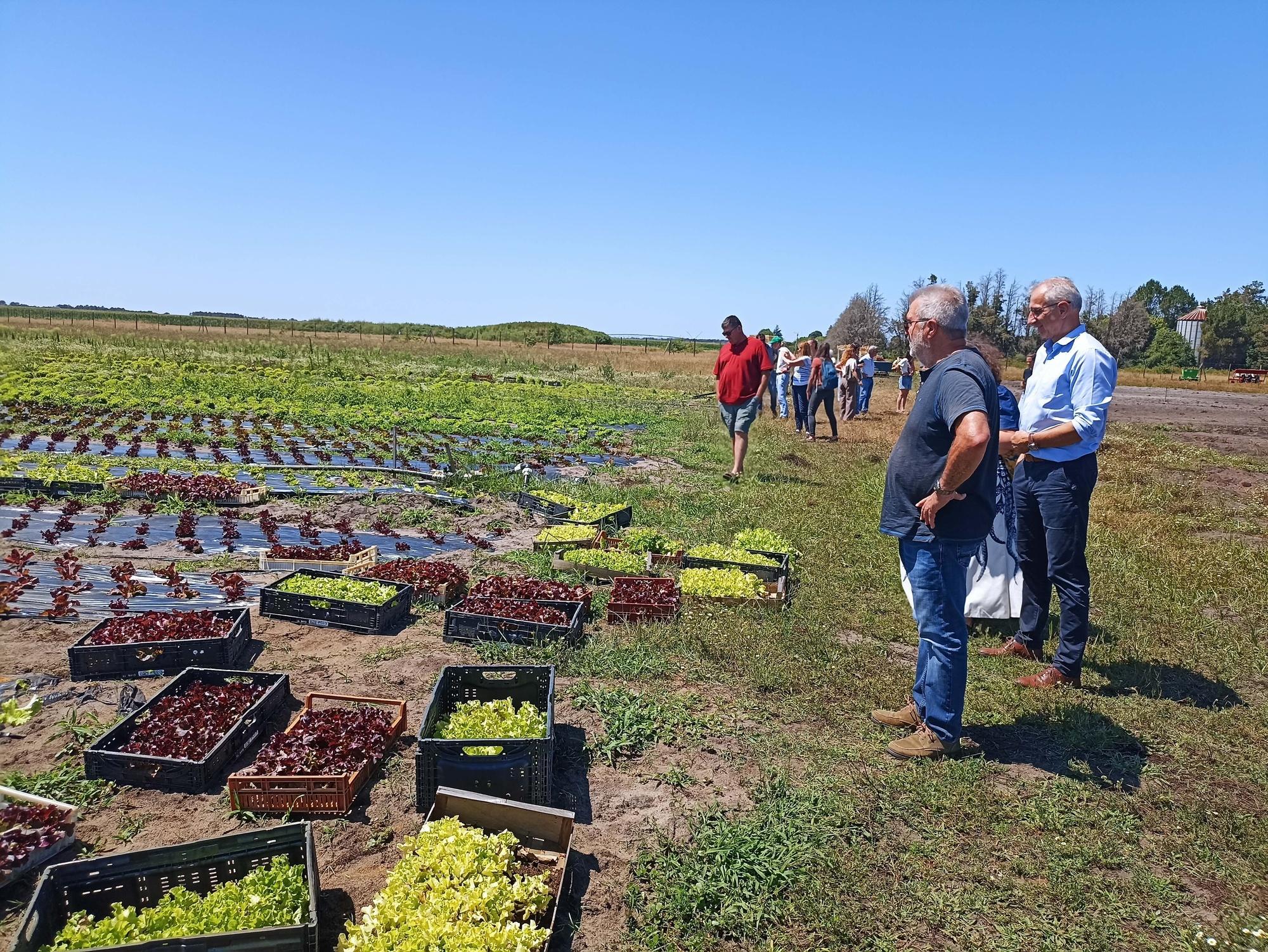 La P'tite Ferme loue quatre hectares de terrain à Planasa depuis avril au Barp en Gironde.
