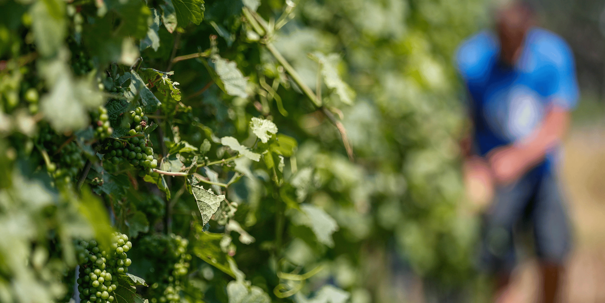 Vignes touches