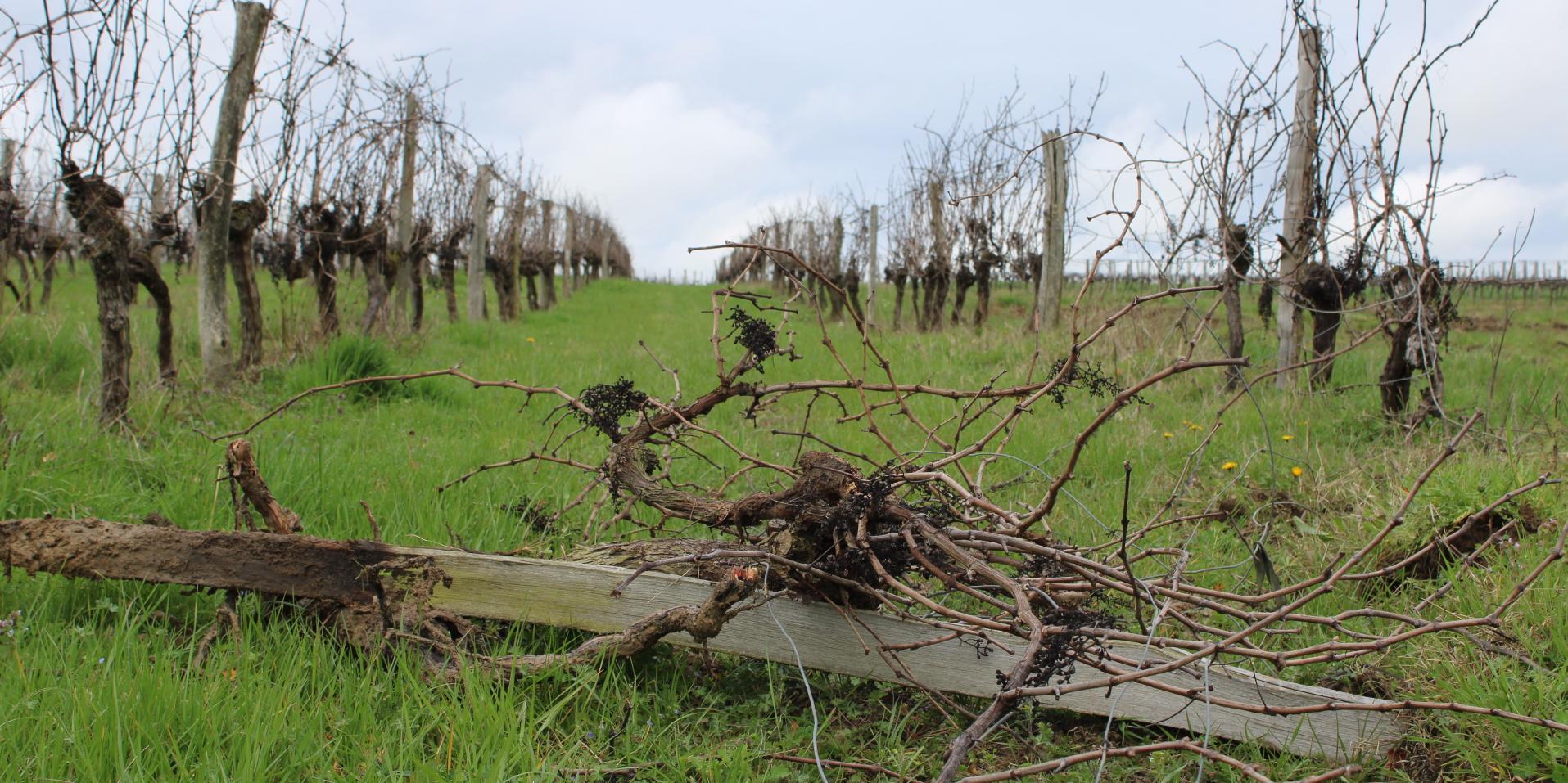 Des vignes arrachées en 2024, dans l'Entre-Deux-Mers, à l'est de Bordeaux.