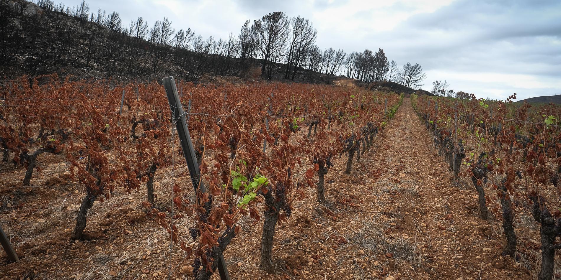 Dans les Corbières, une cartographie de la zone d’influence directe des flammes et des fumées de l’incendie du 5 août a déterminé une « zone rouge » de 1 700 hectares de vignes brûlées ou affectées par les fumées.