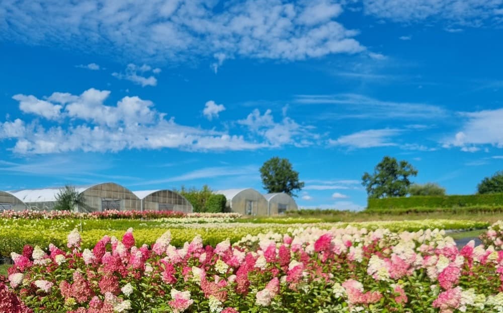Etablies en Mayenne, les Pépinières Renault sont spécialisées dans la production de plantes.