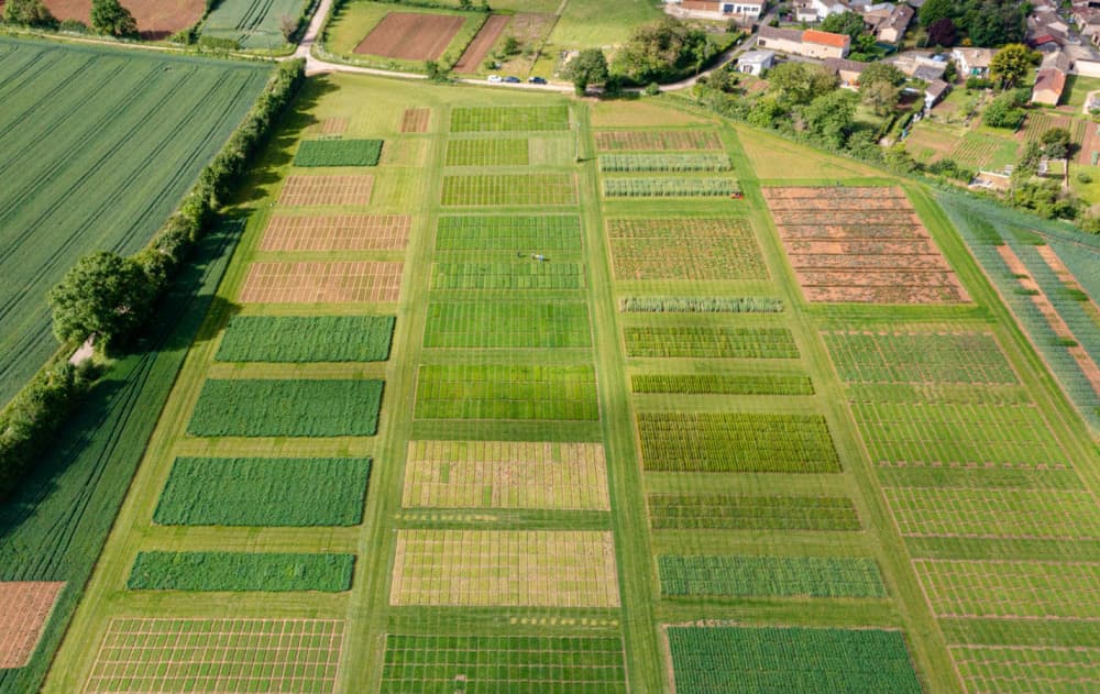 Chaque année, Cérience (Maine-et-Loire) réalise 30.000 croisements de semences sur des parcelles de deux mètres carrés.