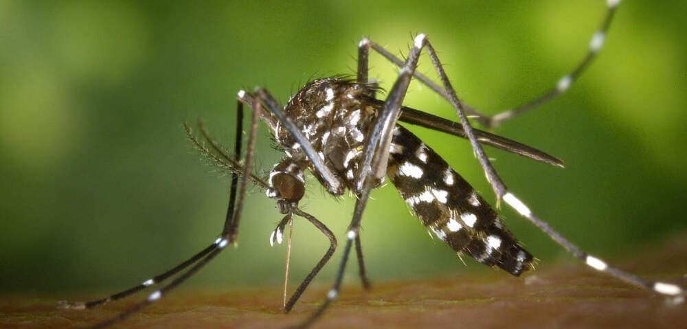 Le moustique-tigre est aujourd’hui présent dans 80 départements en France, et en Occitanie, où s’est déroulée l’expérimentation MISArbO, 96 % de la population est exposée.